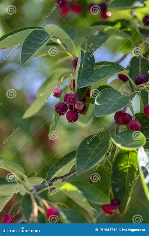 juneberry em portugues